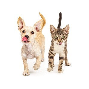 pets