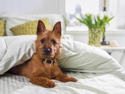 dog