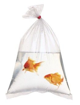 goldfish_in_bag