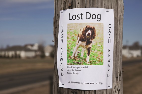 Lost_Dog