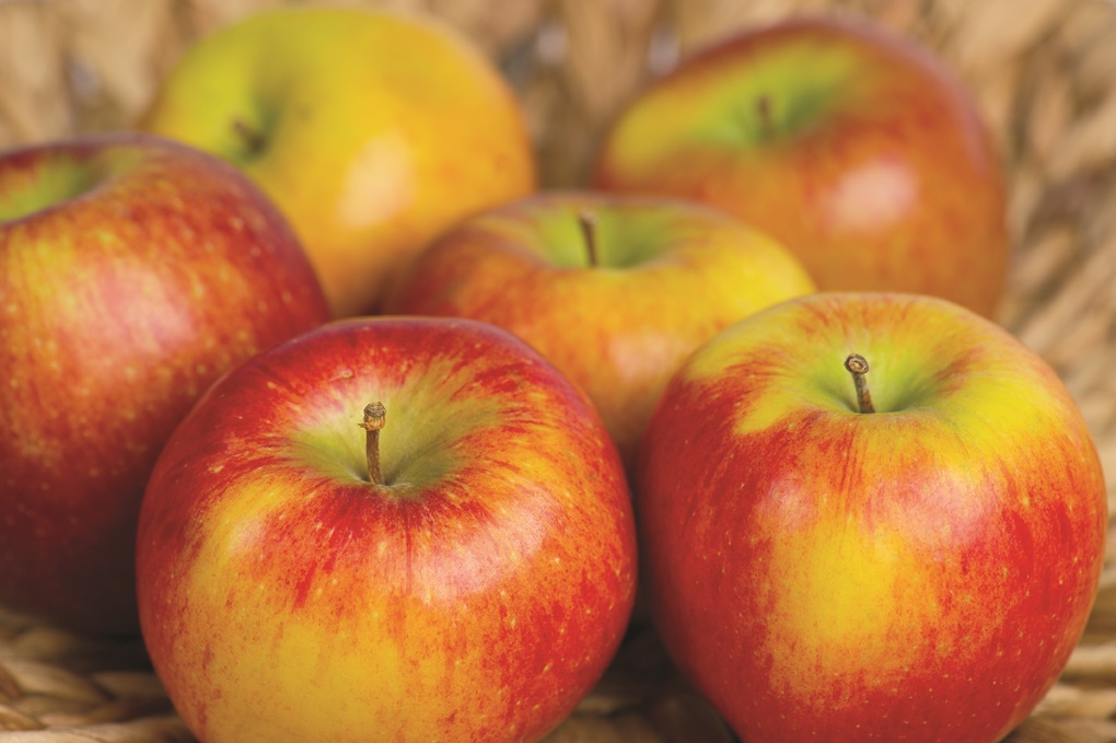 Tehachapi Apple Festival