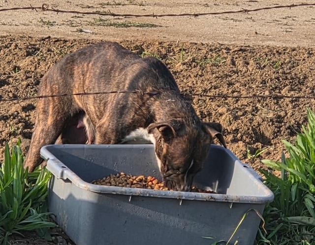 Bakersfield Strays (5).jpeg