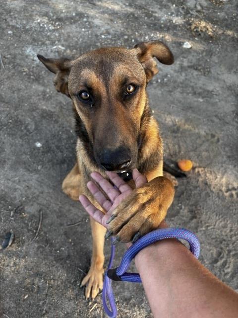Bakersfield Strays (7).jpeg