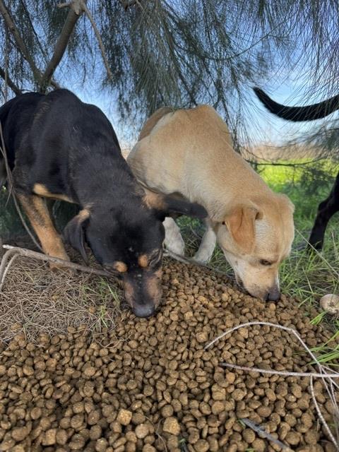 Bakersfield Strays (3).jpg