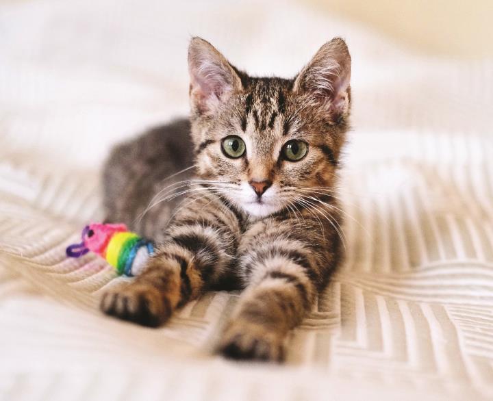 kitten.jpg
