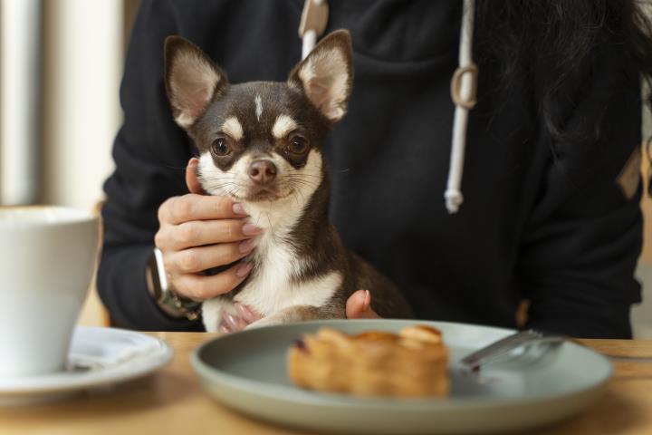 Pets_adorable-chihuahua-dog-with-female-owner.jpg