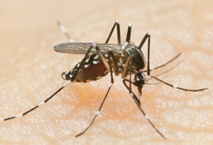 MosquitoHC1704_source.jpg