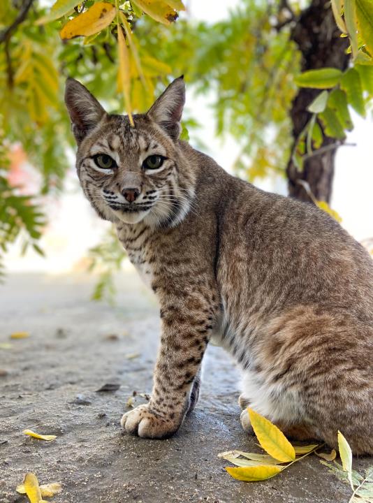 Roxy Bobcat EDIT.jpg