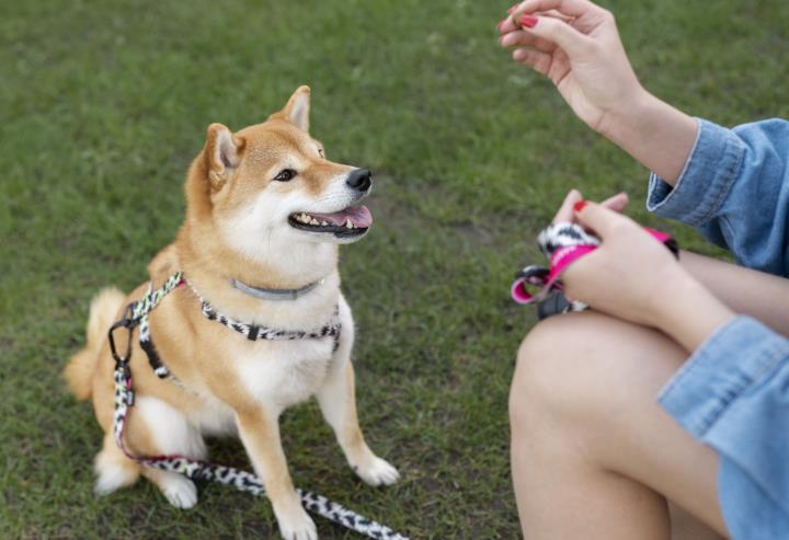 cute-shiba-inu-pet-with-family.jpg
