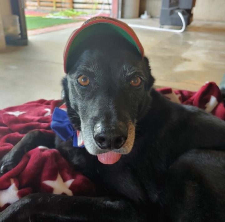Gus.adoption day.jpeg