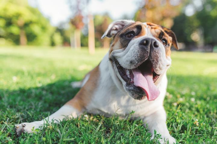 dog.grass.jpg