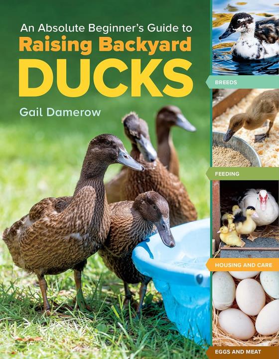 raising ducks.jpg