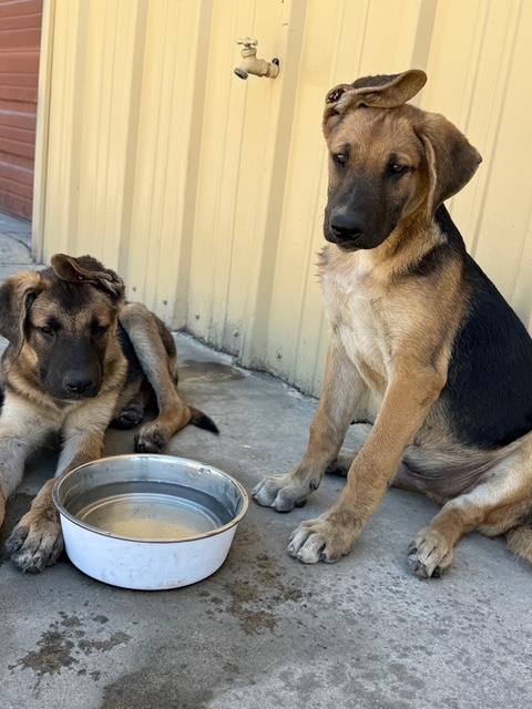 Bakersfield Strays (6).jpeg